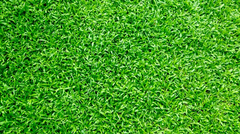 Grass Lawn Pexels Kromatos 413195